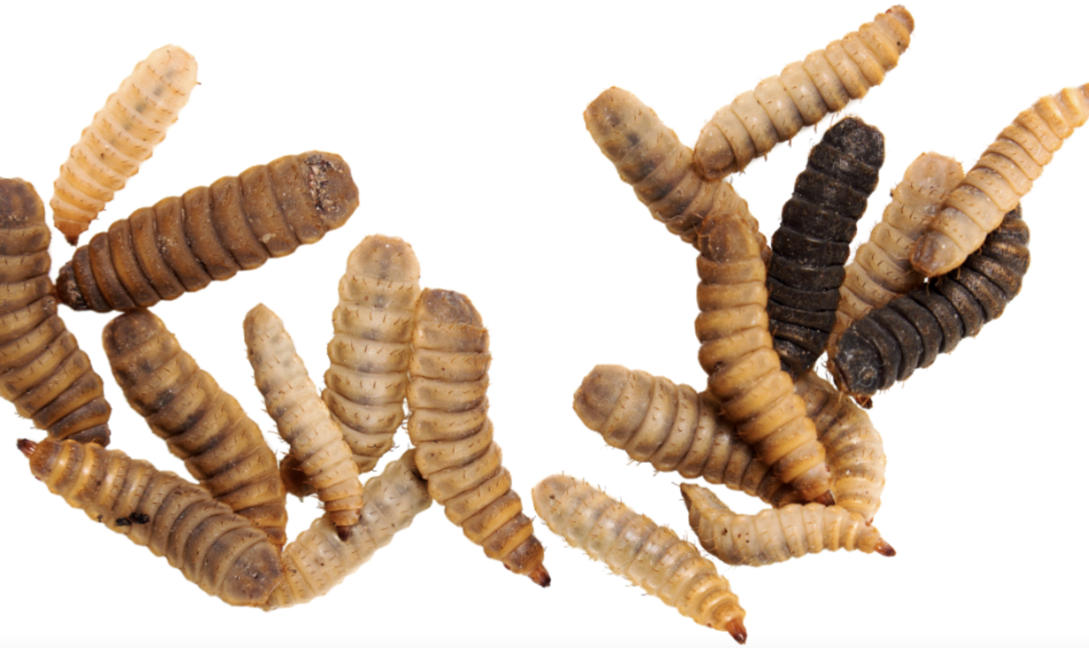 Livin Farms develops automated technology that upcycles waste into feed for insect protein